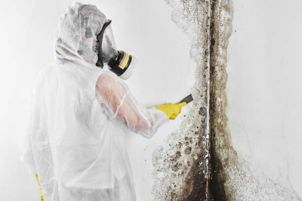 Attic Mold Removal in Atwood, KS