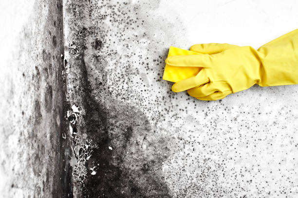Best Black Mold Removal  in Atwood, KS