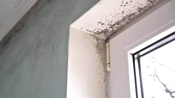 Best Home Mold Removal  in Atwood, KS