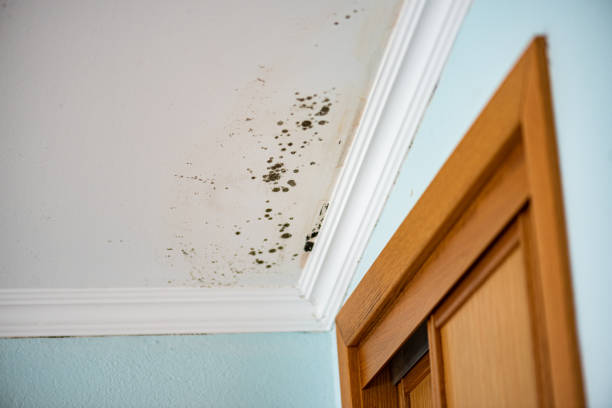 Best Crawl Space Mold Removal  in Atwood, KS