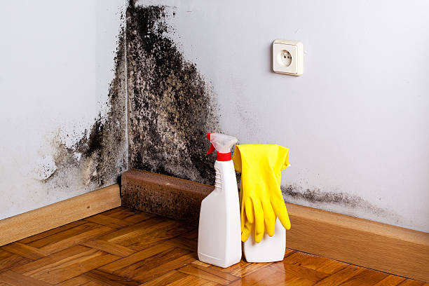 Best Toxic Mold Removal  in Atwood, KS