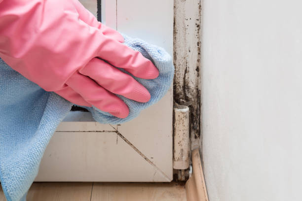 Best Toxic Mold Removal  in Atwood, KS