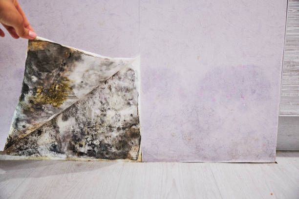 Best Certified Mold Removal  in Atwood, KS
